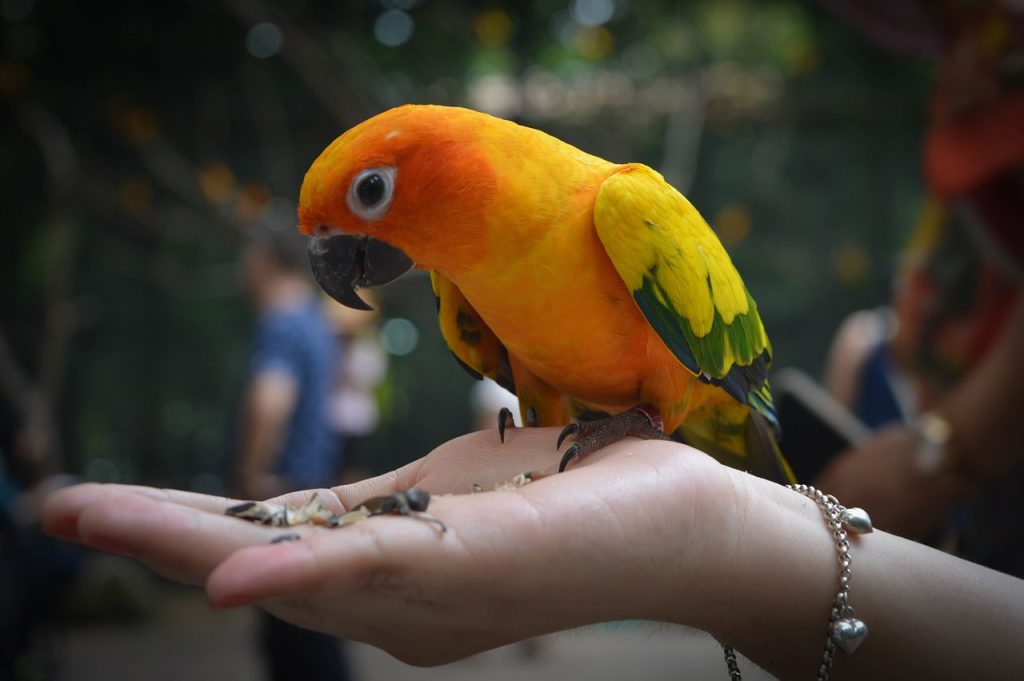 The 8 Most Popular Pet Birds Smart Phone Magazine