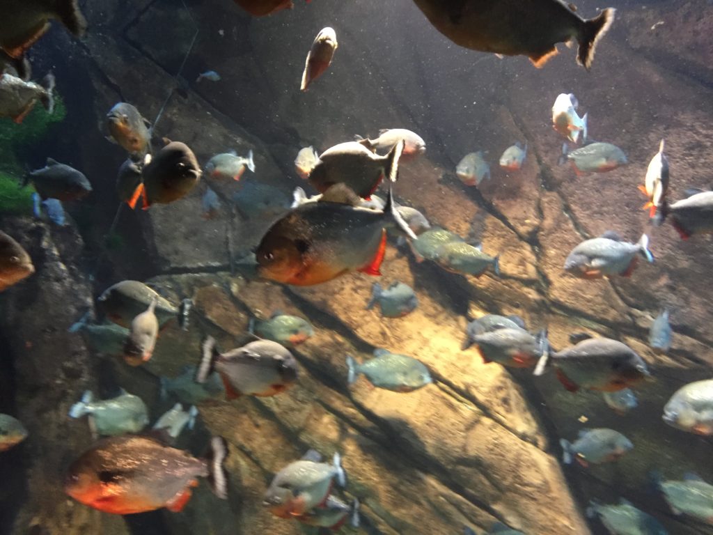 Georgia Aquarium piranha