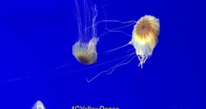 Georgia Aquarium Jellyfish